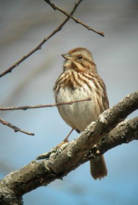 Bruant chanteur / Song sparrow
