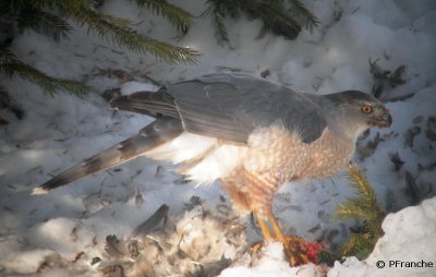 pervier de Cooper / Cooper's Hawk