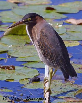  Green Heron 