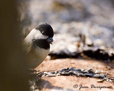 Yummie, Yummie, fresh sunflower seeds......