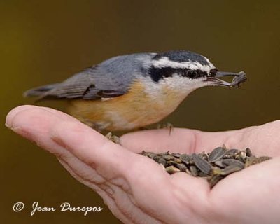 Red-breasted Nuthatch being hand fed......