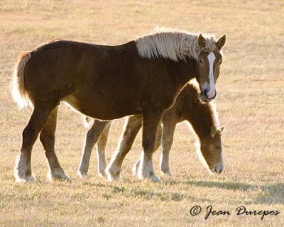 Mom and her colt