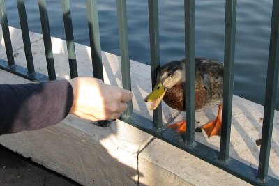 Feeding the Ducks