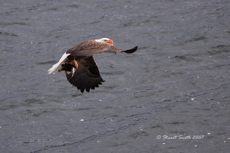 Eagles Eye 2592