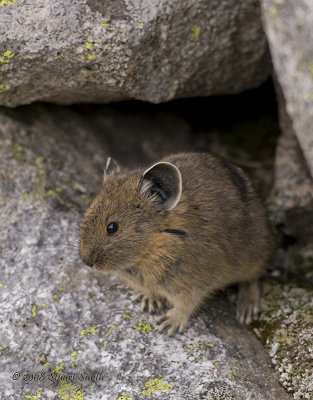 Peeking Pika-7388