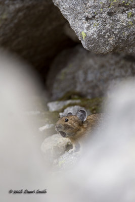 Pika sounding the alarm!-7417