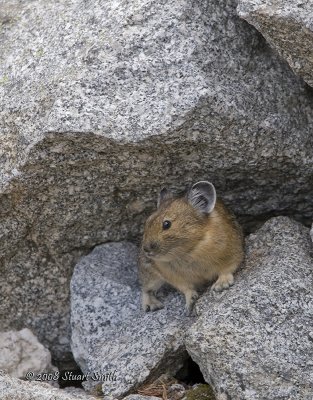 Pikas are tiny little mutts-7434