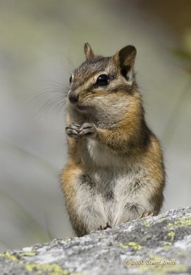 Chipmunk praying-7379.jpg