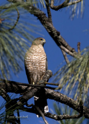 Coopers Hawk 09072008-7634.jpg