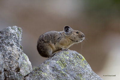 Get outta my rock pile 7761