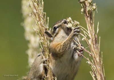 Chipmunk feeding-7381