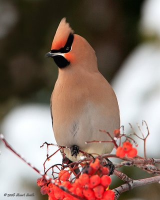 3130 Bohemian Waxwing