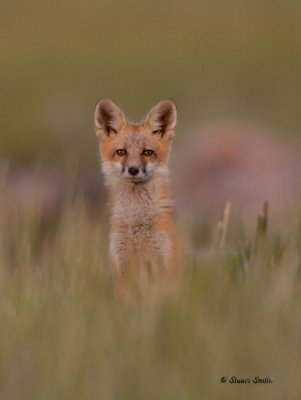 Red Fox Kitt 2394
