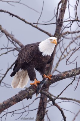 Eagle with fish -0054.jpg