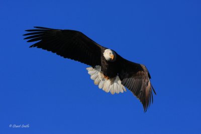 Bald Eagle-9494.jpg