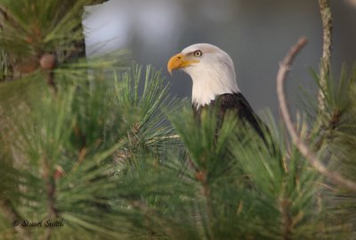 Bald Eagle Nov 2009-8771 copy.jpg