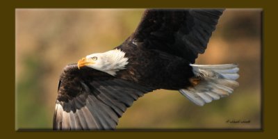 Bald Eagle 12072009.jpg