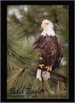Wet tired and cold eagle copy.jpg