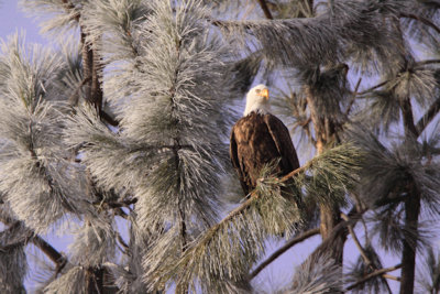 Bald Eagle perched in frost covered trees-1039.jpg