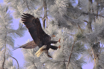 Bald Eagle landing-1005.jpg