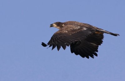 Immature Bald Eagle Dec 23 2009-0577.jpg