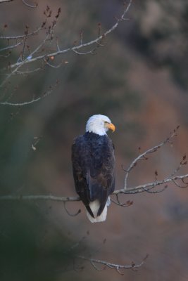 Bald Eagle Dec 7th 2009-9858.jpg