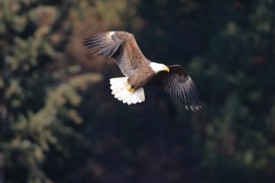 Bald Eagle Dec 7th 2009-9383.jpg
