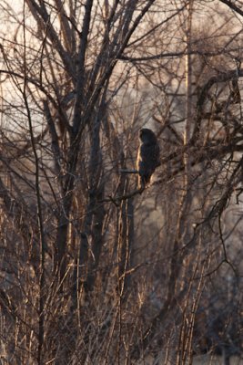 Great Gray Owl-3779