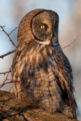 Great Gray Owl-3806