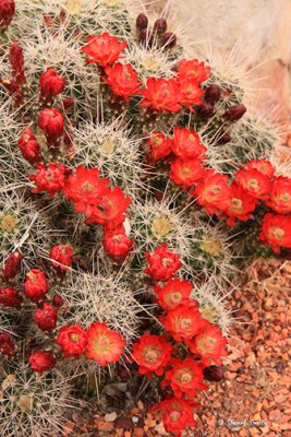 Cactus Blossoms-3665