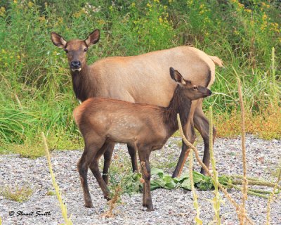 Cow and Calf elk 1457