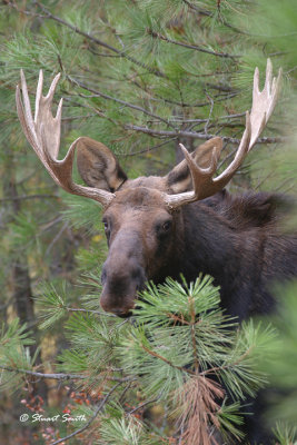 Shiras Bull Moose 6755