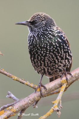 Starling in Winter Plumage 2292