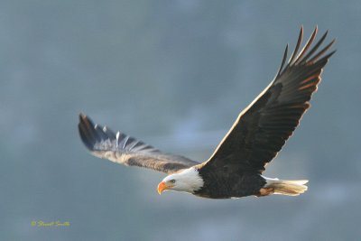 Eagle in Flight 2474