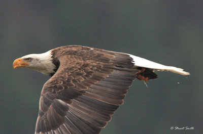 Eagle in Flight w fish 2535