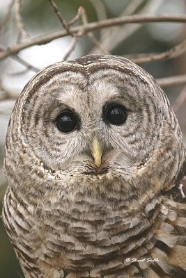 Barred Owl 9587