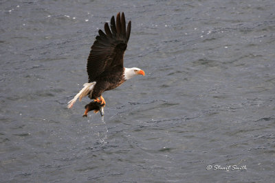 Bald Eagle with Fish in Talons 2591