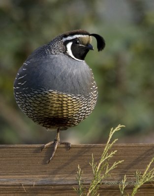 California Quail on split rail fence 3270