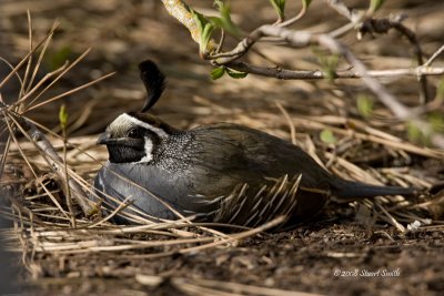 Hunkered down California Quail-3673