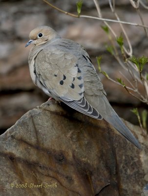 Mourning Dove-3828