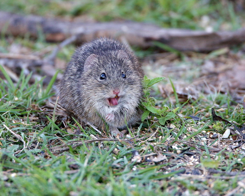 Cotton_Rat_1.jpg