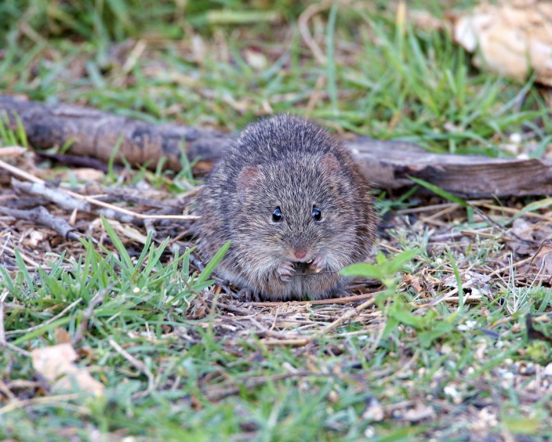Cotton_Rat_2.jpg