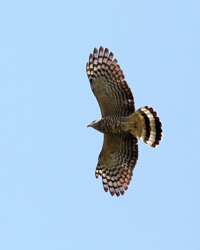 Hook-Billed_Kite-b.jpg
