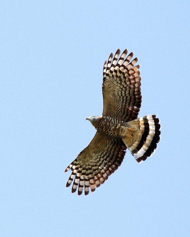 Hook-Billed_Kite-a.jpg