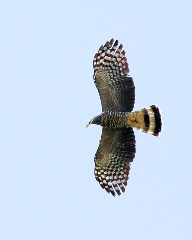 Hook-Billed_Kite-102516-93.jpg