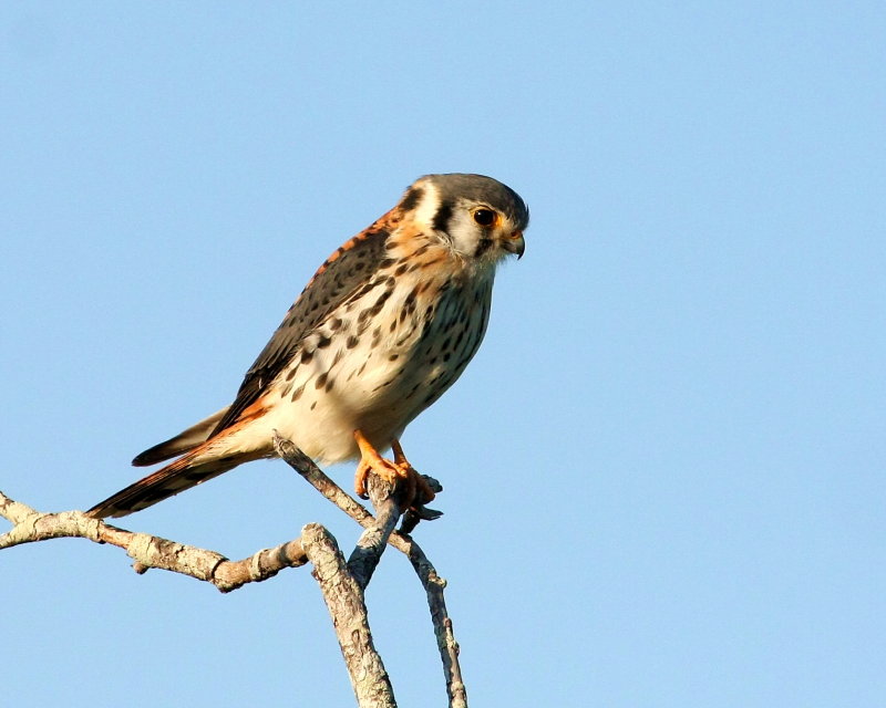 Kestral_2.jpg