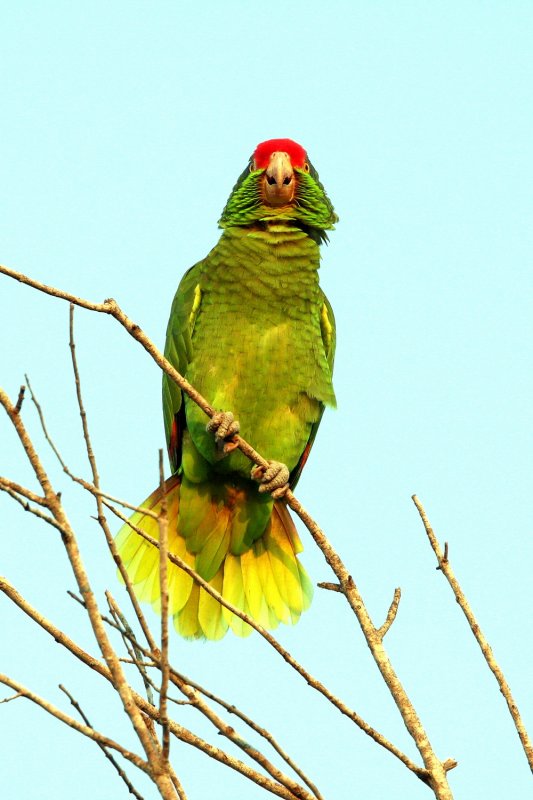 Red-Crowned_Parrot_3.jpg