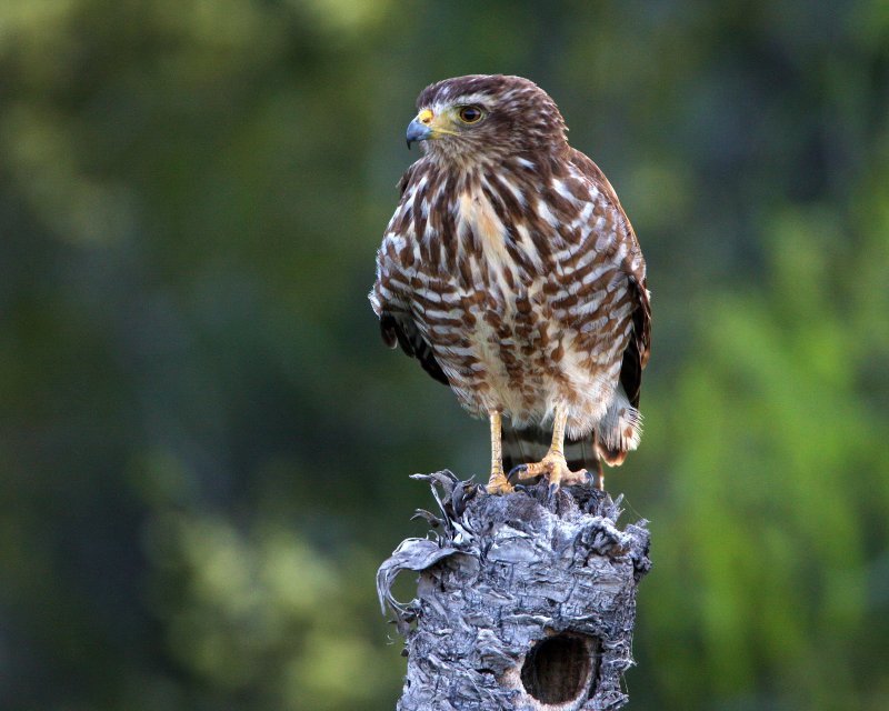 Roadside_Hawk_5.jpg