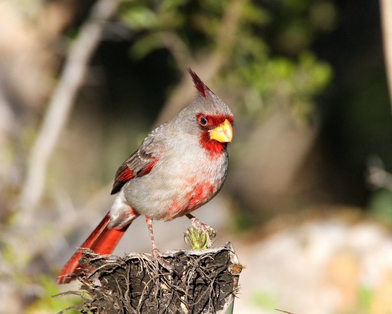 Pyrrhuloxia_10.jpg