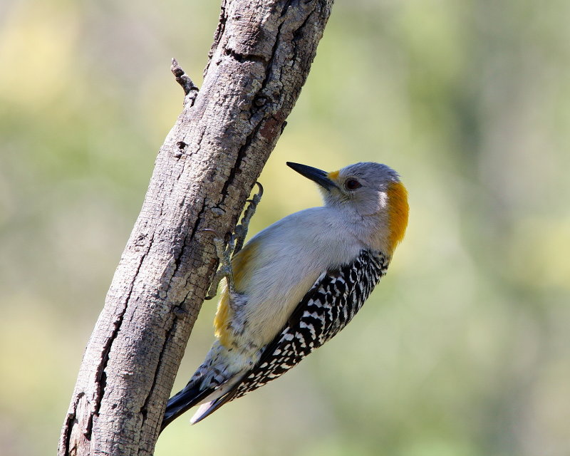 Golden-Fronted_Woodpecker_10.jpg